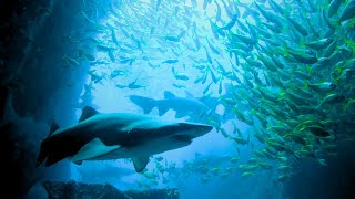 Diving Fish Rock Cave at South West Rocks with near perfect conditions 50 Sharks [upl. by Paucker]