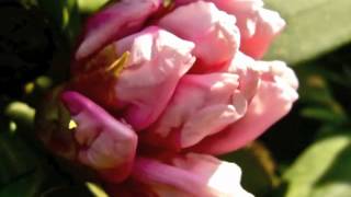 SPRING RHODODENDRON PRINTEMPS [upl. by Masera]