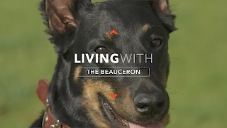 ALL ABOUT LIVING WITH A BEAUCERON DOG [upl. by Dranyer414]