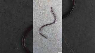 Brahminy Blind Snake shorts [upl. by Groves890]