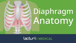 Anatomy of the Diaphragm  Anatomy [upl. by Aklog378]