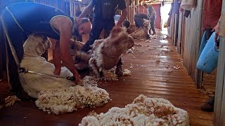 Shearing on the rocket range [upl. by Cori137]