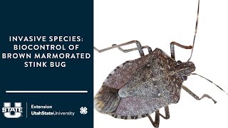 Invasive Species  Biocontrol of Brown Marmorated Stink Bug [upl. by Sibyls]