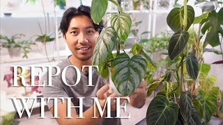 Repot With Me  Philodendron Melanochrysum Brandtianum amp Verrucosum  5 Week Cuttings [upl. by Kernan209]