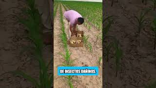 Los agricultores en Tailandia no usan pesticidas en sus campos [upl. by Jsandye]