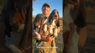 Basset Hound puppies at 12 weeks old my two keeper puppies 💖💖 [upl. by Lamek399]