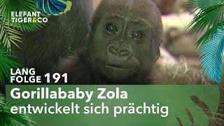 Gorillababy des Zoo Leipzig macht große Fortschritte Langfolge 191  Elefant Tiger amp Co  ARD [upl. by Legna]