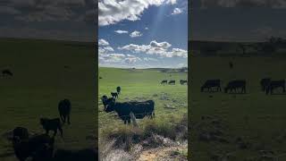 Grazing the fields perth perthaustralia lancelin [upl. by Sihtam69]