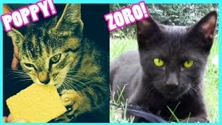 MEET POPPY amp ZORO  KITTIESMAMA [upl. by Virgilia]