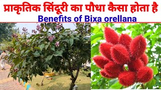 सिंदूरी का पौधा कैसा होता है। सिंदूर कैसे बनता है।benefits of lipistic tree bixa orellanasinduri [upl. by Delia]