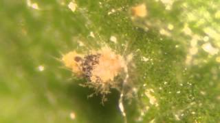 Tetranychus urticae TwoSpotted Spider Mite Mycocized by Beauveria bassiana GHA [upl. by Ynnam]