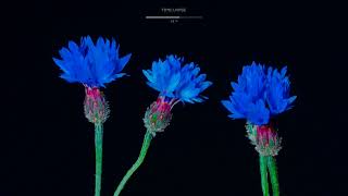 Centaurea cyanus  flowering plant  How it blooms and grows  Time lapse [upl. by Ashlan]