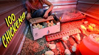 100 Chicks Arrive in the Mail Hungry [upl. by York]