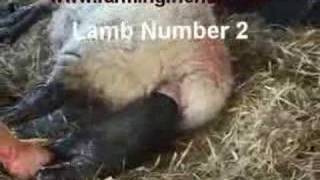 An Assisted Lambing by farmingfriendswmv [upl. by Ekusoyr170]