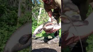 Carp Fishing Darenth lakes uk carp waters 24 12 pike on 26lb line the quest for a old school pb [upl. by Ardnot]