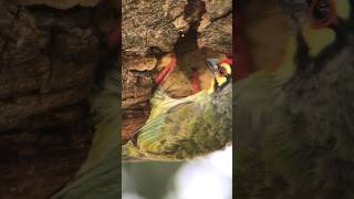 Coppersmith Barbet Feeding Its Chicks coppersmithbarbet birdfeeding naturewatching [upl. by Retloc]