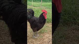 Our BLACK AUSTRALORP ROOSTER chicken shorts [upl. by Olnay]