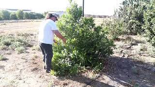 Pruning Chrysophyllum roxburghii Wild Star Apple Exotic fruit tree care [upl. by Oravla]