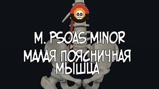 Малая поясничная мышца m psoas minor 3D Анатомия [upl. by Kanal]