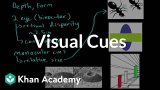 Visual cues  Processing the Environment  MCAT  Khan Academy [upl. by Jago]