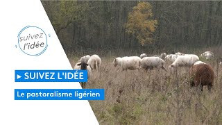 Suivez lidée  le pastoralisme ligérien une solution bénéfique pour les espaces naturels [upl. by Idnek]