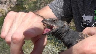 Chuckwalla Lizard Bite Hugs amp Kisses Catching Snakes amp Lizards Nature Herping Travel 4K [upl. by Rebmac]