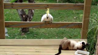 Cockatoo attacks cat [upl. by Assilac]