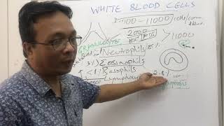 White Blood Cellsleucocytes and pathophysiology of FeverNursing and MBBS year 1 [upl. by Jaala742]