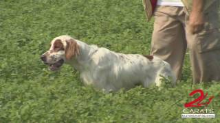 Setter Inglese un cane emozionante [upl. by Parthen]