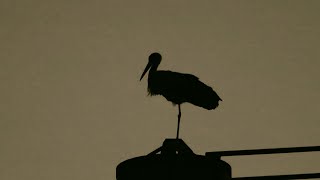 Den Freilassinger Storch quotKorbiquot bei einem letztem Sonnenuntergang am 06092023 vor seinem Abflug [upl. by Quinlan131]