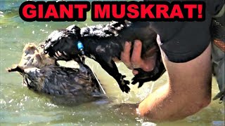 Boon Catches RECORD BREAKING Muskrat [upl. by Jegar]