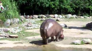 Worlds Biggest Fart  The Hippo [upl. by Drye]