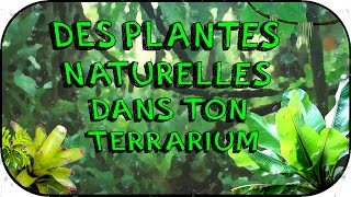 Guide  Terrarium tropical naturel [upl. by Solim460]