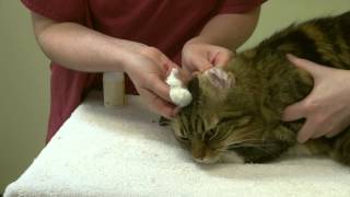 How to apply ear drops and clean your cats ears [upl. by Garland433]