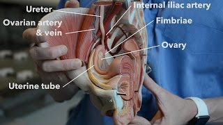 Female reproductive system  internal organs part 1 [upl. by Huberto]