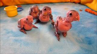 Baby Caique Parrots 15 weeks old [upl. by Joete]