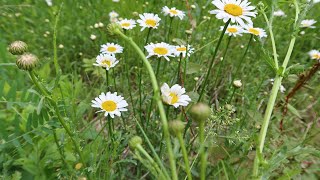 Câpres de marguerites [upl. by Dorotea]