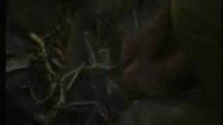 Im A Celeb 2008 Ep 1  Part 5 [upl. by Kasevich]