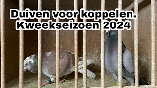 De duiven voorkoppelen voor Kweekseizoen 2024  Postduiven [upl. by Leora]