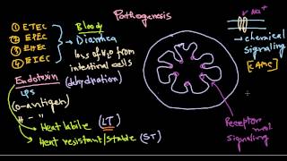 Escherichia coli pathogenesis [upl. by Imogen972]