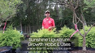 Sunshine Ligustrum Growth Habit amp Uses [upl. by Nosle304]