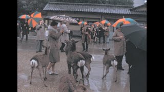 Nara 1975 archive footage [upl. by Airotna]