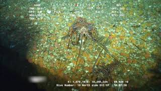 Spiny Lobster Mating 265 Feet Deep [upl. by Assila]