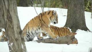 The Bronx Zoo Tiger Cubs First Blizzard [upl. by Ariamat]