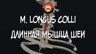 Длинная мышца шеи m longus colli 3D Анатомия [upl. by Akzseinga546]