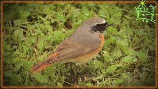 Голоса птиц Как поёт Горихвостка обыкновенная Phoenicurus phoenicurus [upl. by Jordain]