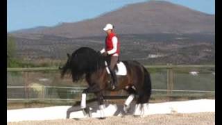 Majestic Andalusian PRE stud stallion  WWWHORSESPRECOM [upl. by Ulrike]