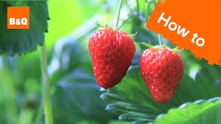 How to grow amp harvest strawberry plants [upl. by Alderson392]