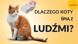 DLACZEGO TWÓJ KOT Z TOBĄ ŚPI  7 POWODÓW [upl. by Olegnad]