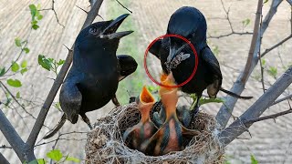 Three babies of Black Drongo bird BirdsofNature107 [upl. by Anam134]